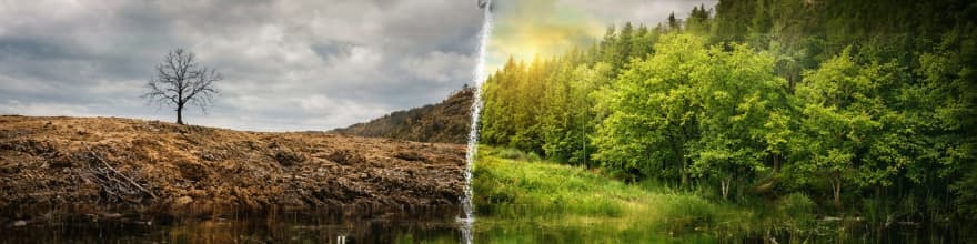 🌿 Plant 200 Trees to Restore Forests Worldwide